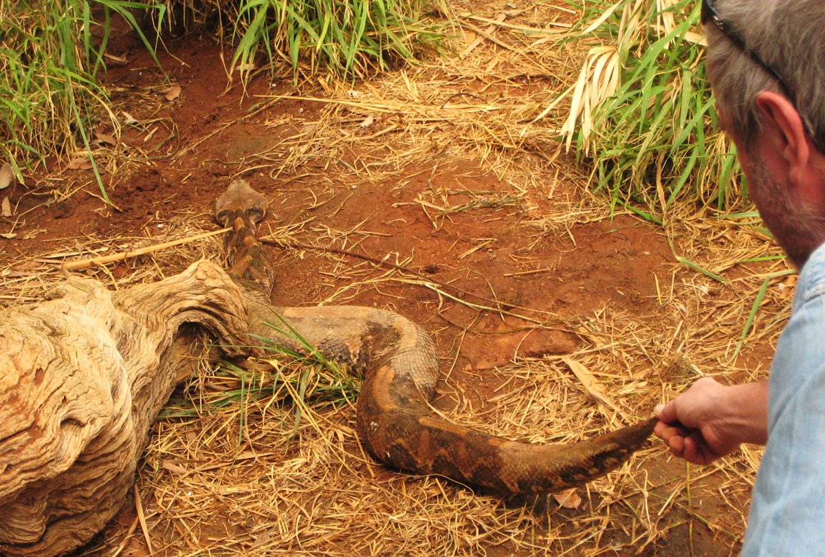 Vipera del Gabon